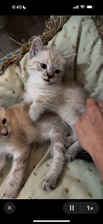 Munchkin photo 4