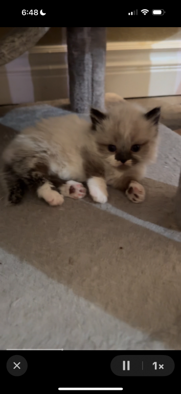 Munchkin photo 3