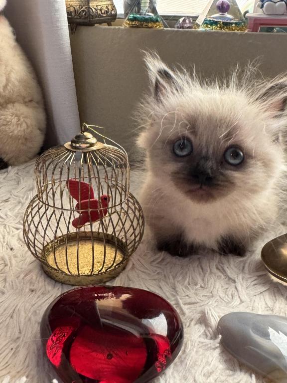 Munchkin photo 3