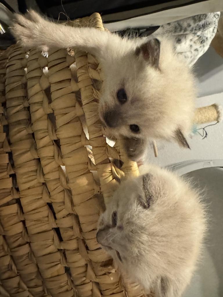 Munchkin photo 18