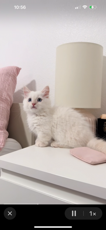 Munchkin photo 8