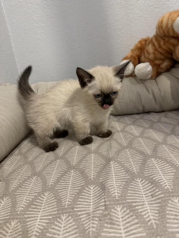 Munchkin photo 17