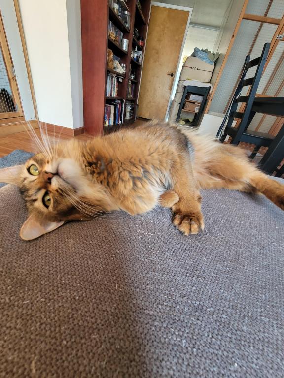 Lara