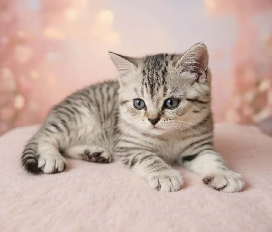 Scottish Straight Kittens photo 3