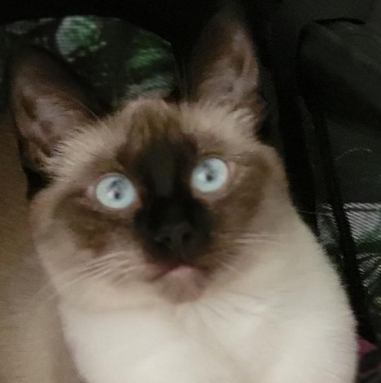 LunaNeraCattery photo 7