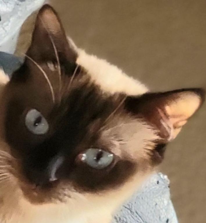 LunaNeraCattery photo 3