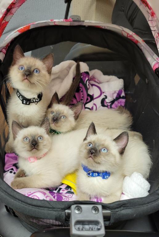 LunaNeraCattery photo 8