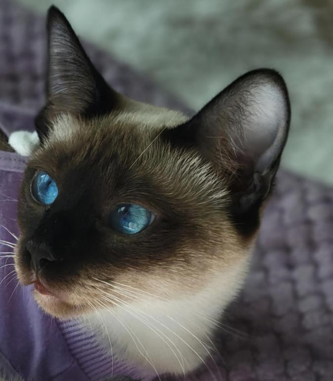 LunaNeraCattery photo 4
