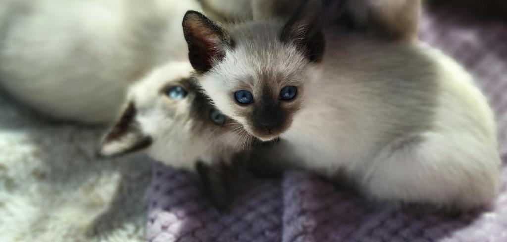LunaNeraCattery photo 6