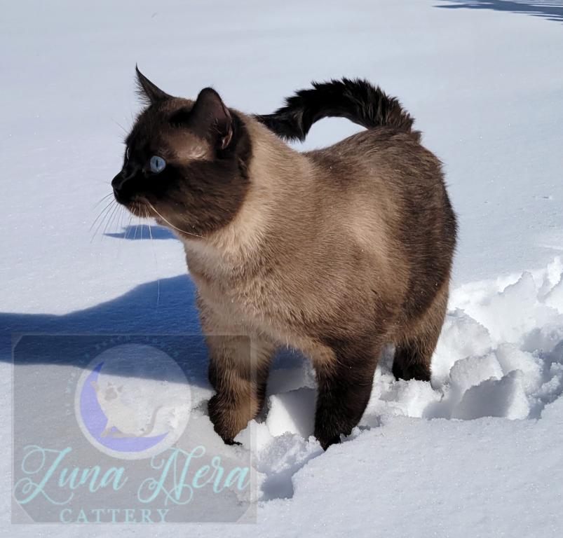 LunaNeraCattery photo 2