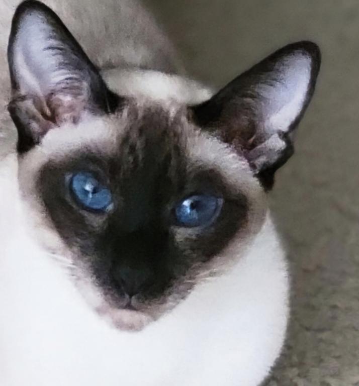 LunaNeraCattery photo 5