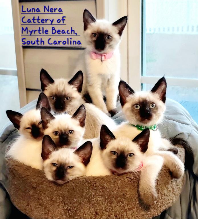 LunaNeraCattery