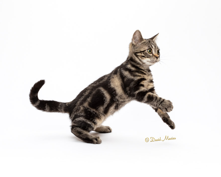 Milla's Kats photo 11