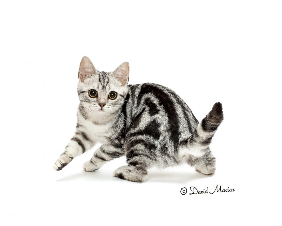 Milla's Kats photo 19