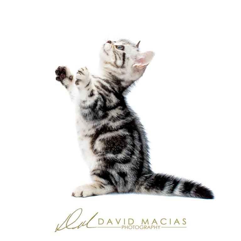 Milla's Kats photo 20