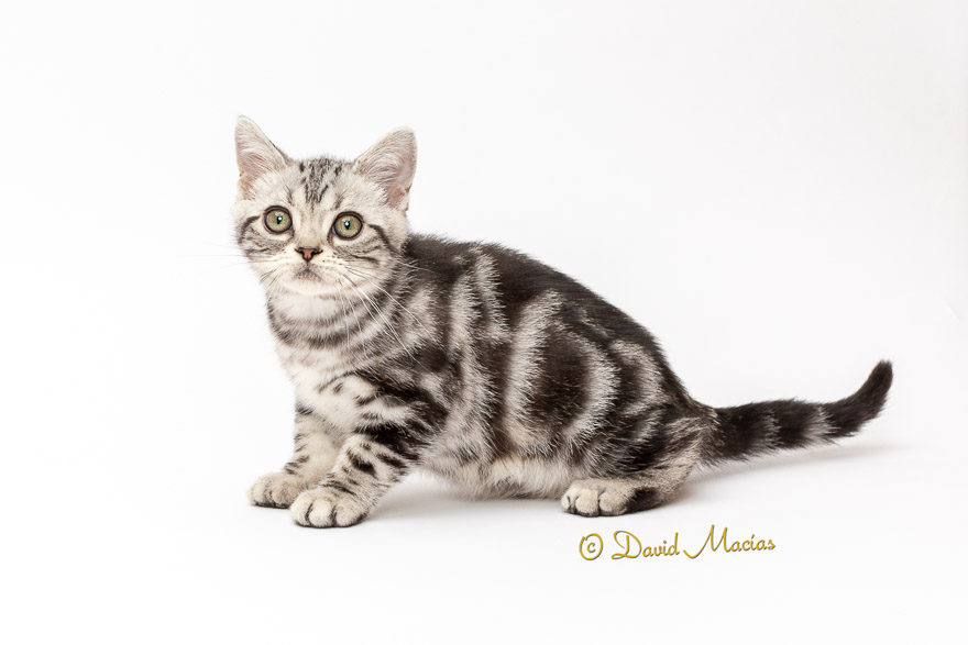 Milla's Kats photo 2