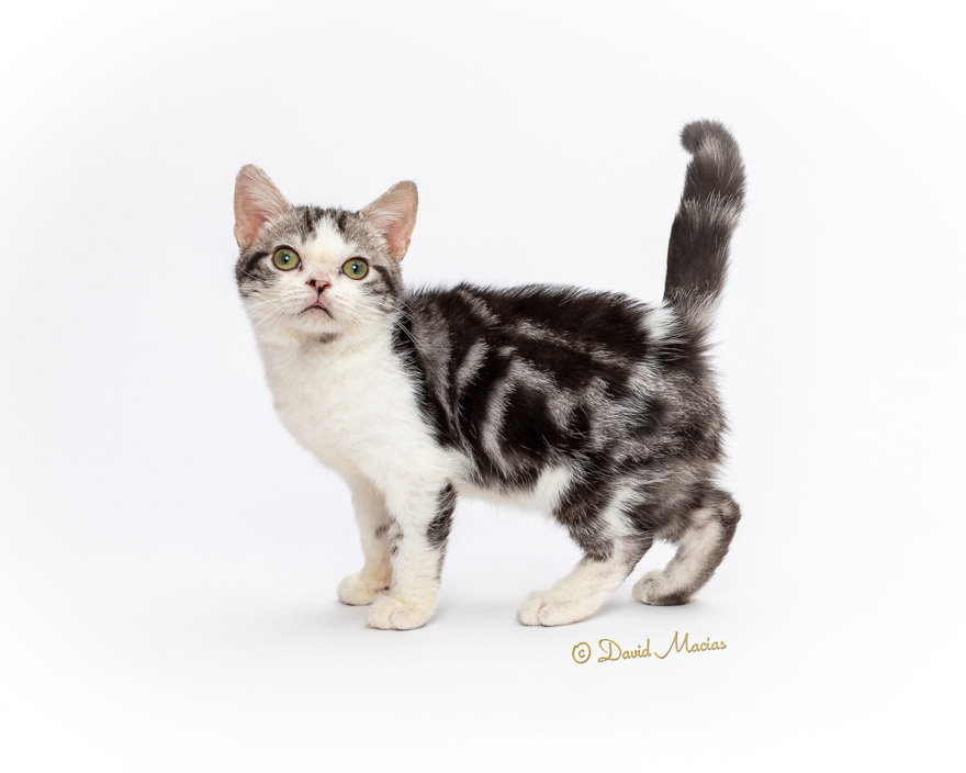 Milla's Kats photo 17