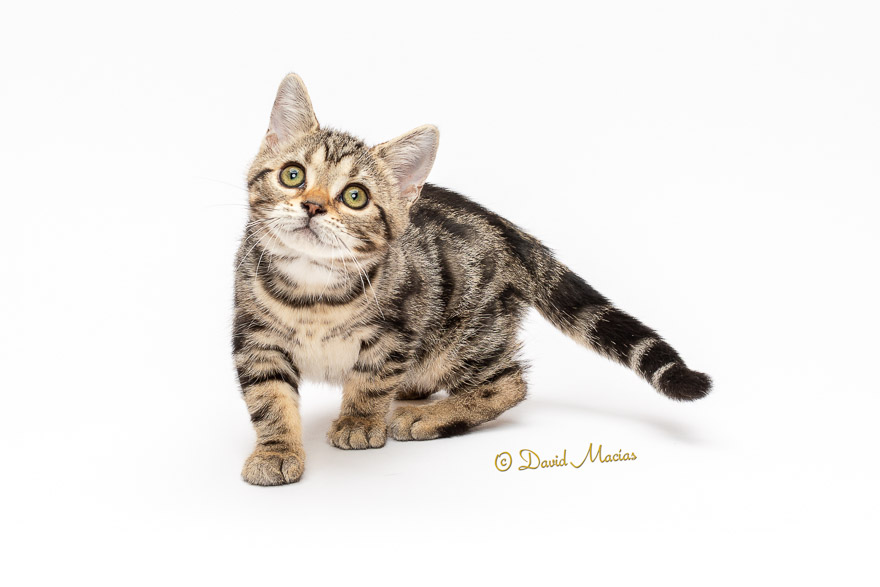 Milla's Kats photo 5