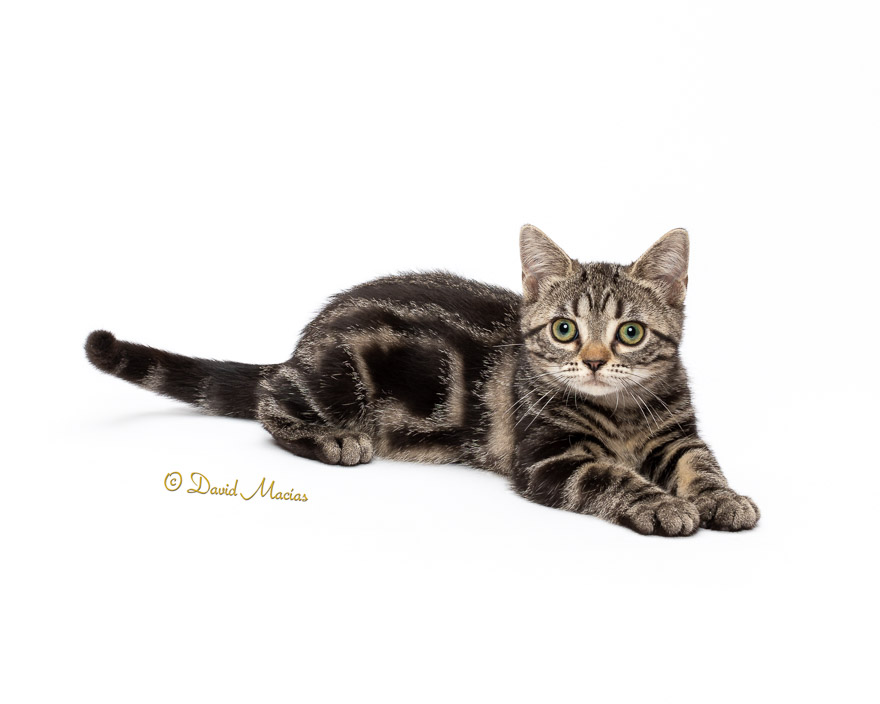 Milla's Kats photo 12
