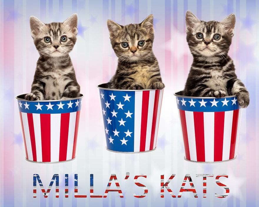 Milla's Kats photo 1