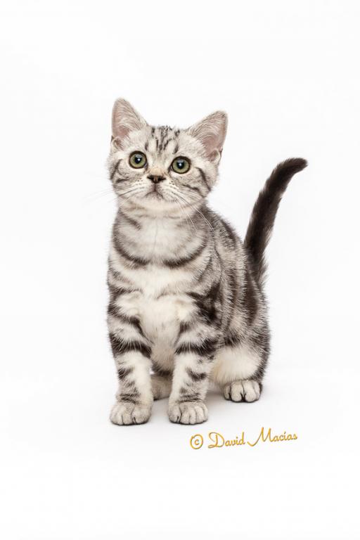 Milla's Kats photo 6