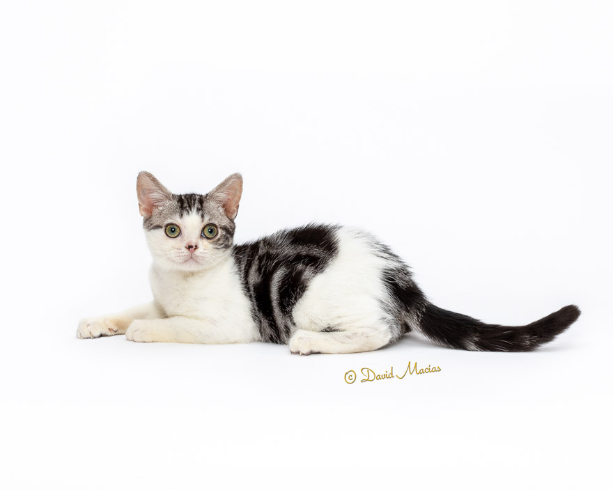 Milla's Kats photo 16