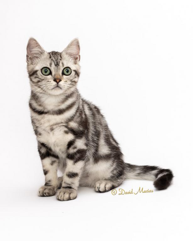 Milla's Kats photo 9