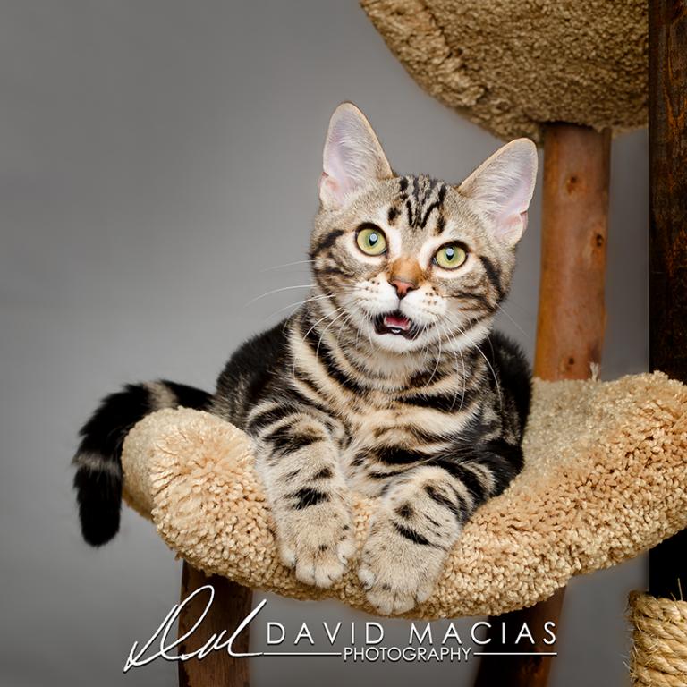 Milla's Kats photo 23