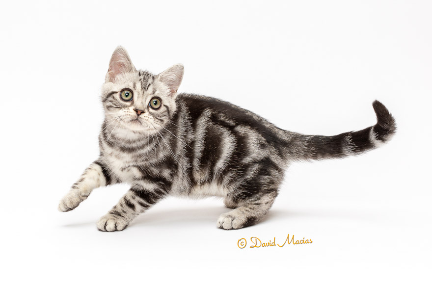 Milla's Kats photo 3