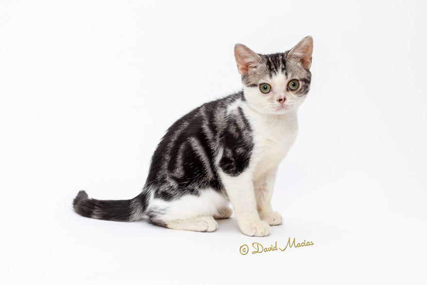Milla's Kats photo 15