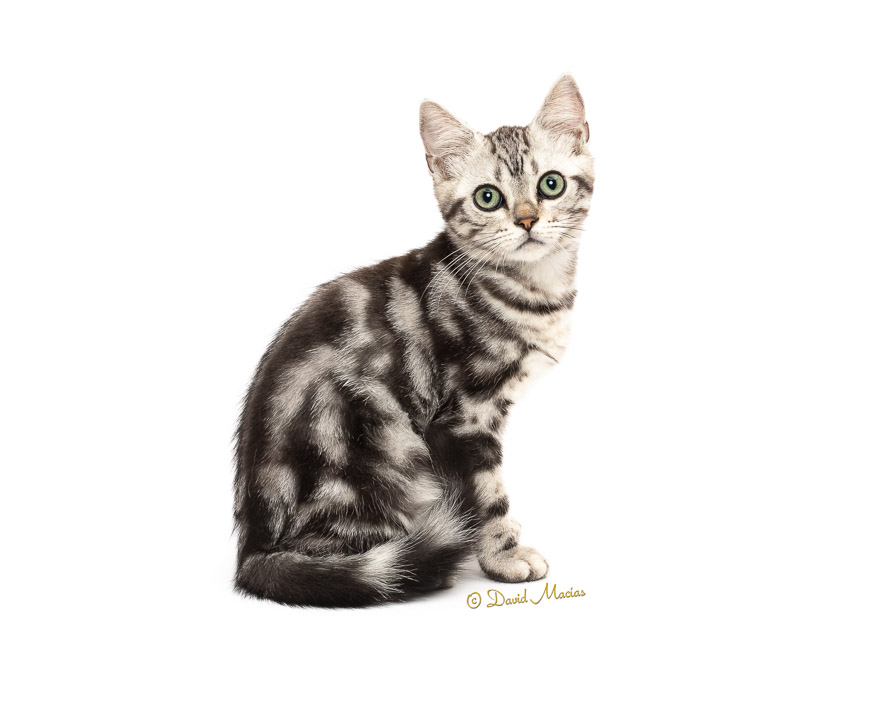 Milla's Kats photo 8