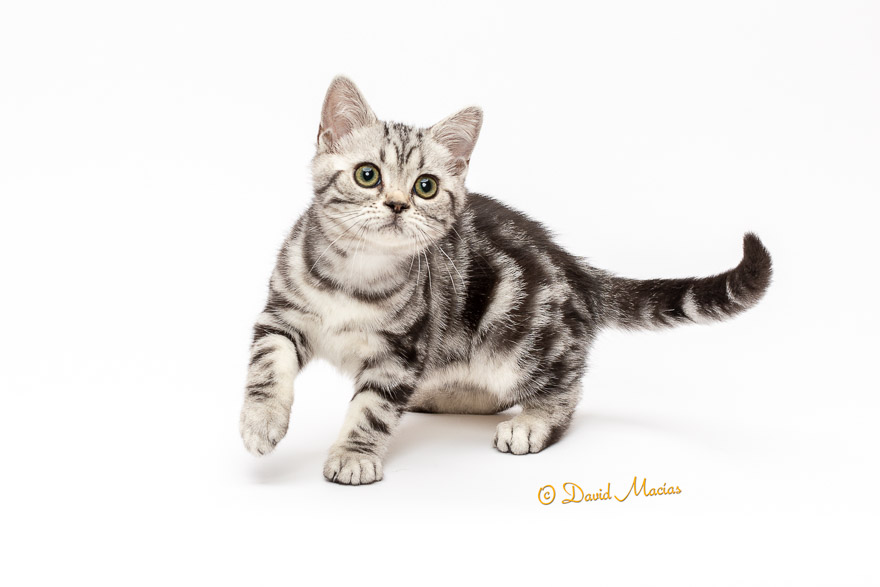 Milla's Kats photo 4