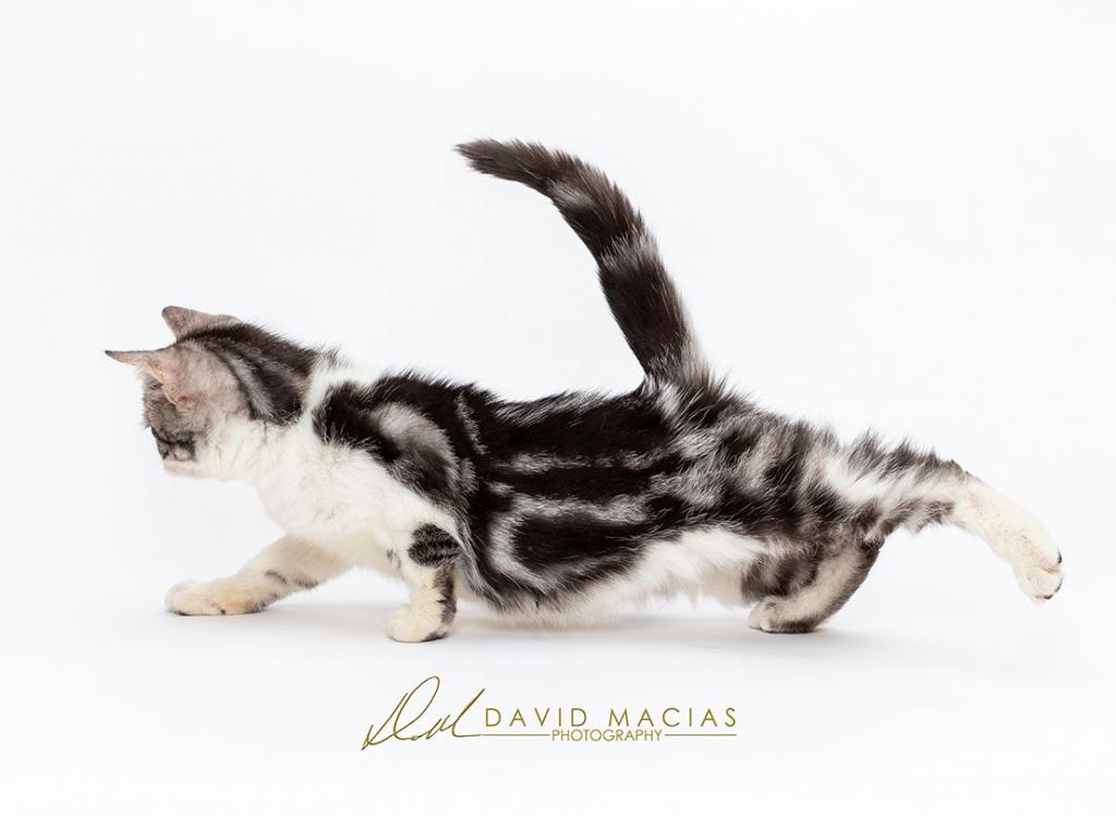 Milla's Kats photo 14