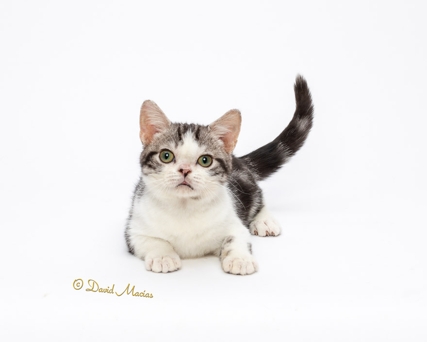 Milla's Kats photo 13