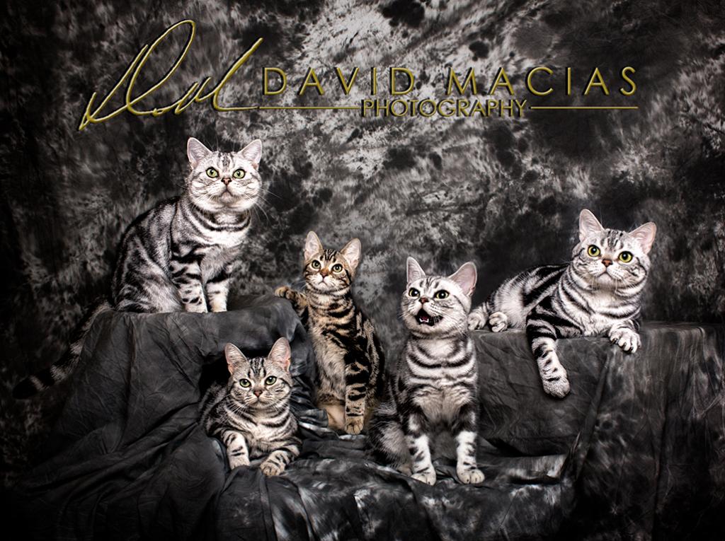 Milla's Kats photo 22