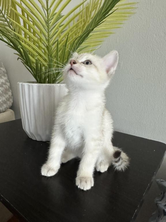 Luna photo 4