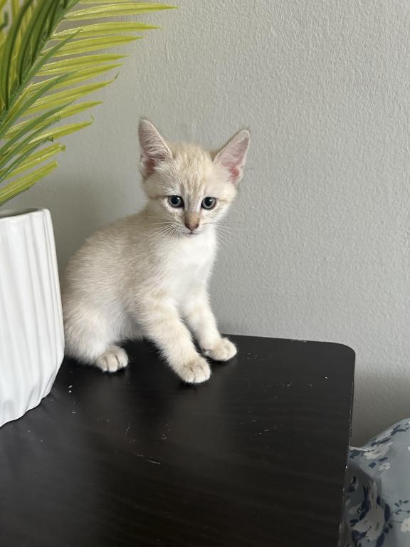 Luna photo 8