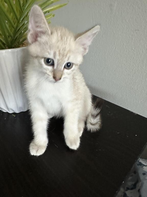 Luna photo 1