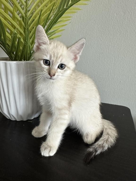 Luna photo 6