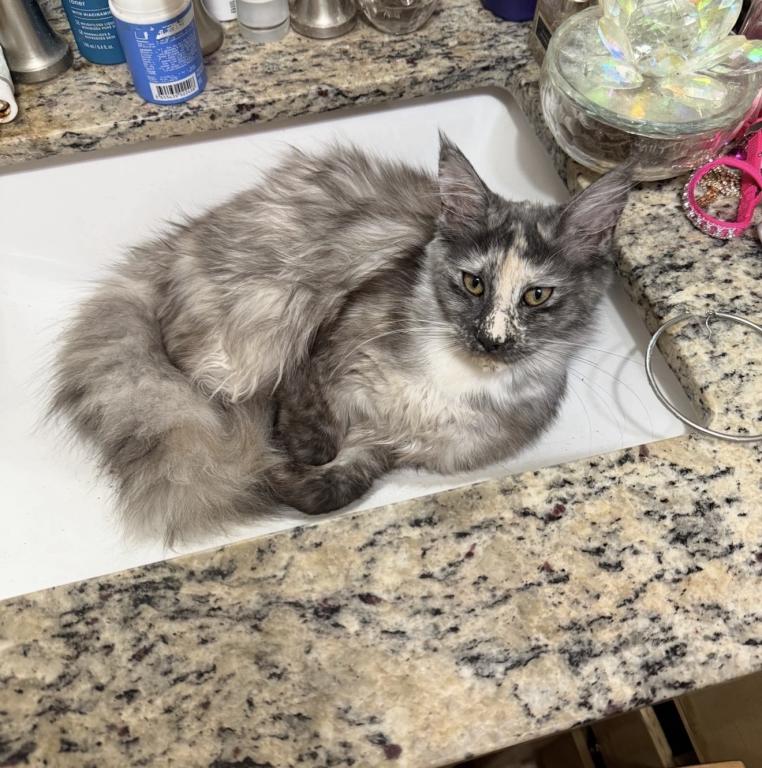 Maine Coon And Manx Cross photo 4