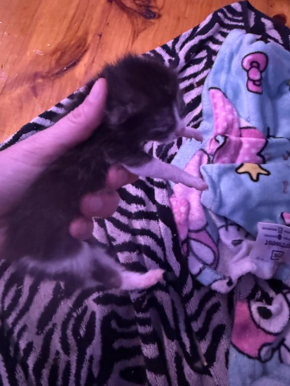Maine Coon And Manx Cross photo 6