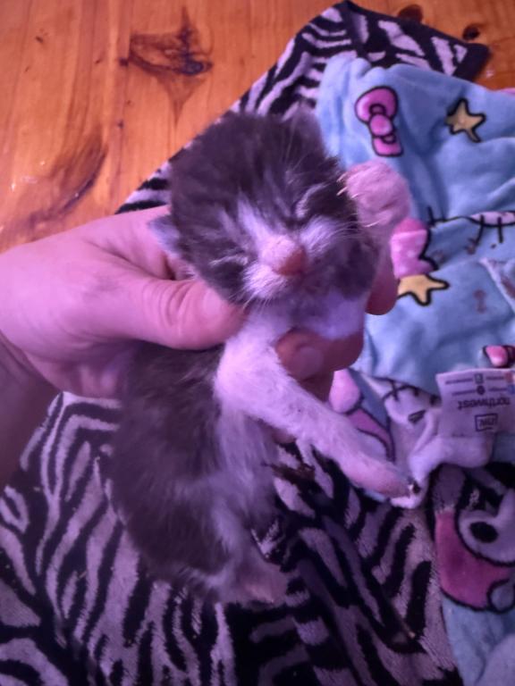 Maine Coon And Manx Cross photo 9