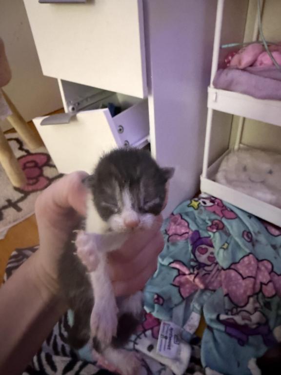 Maine Coon And Manx Cross photo 11