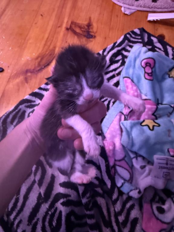 Maine Coon And Manx Cross photo 7