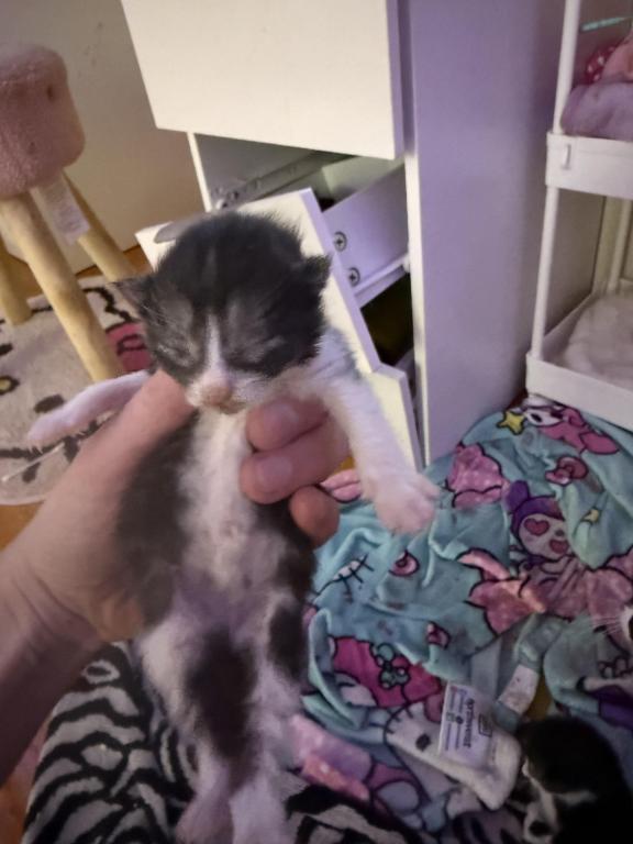 Maine Coon And Manx Cross photo 12