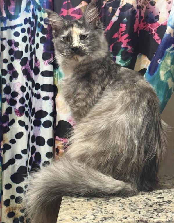 Maine Coon And Manx Cross photo 5