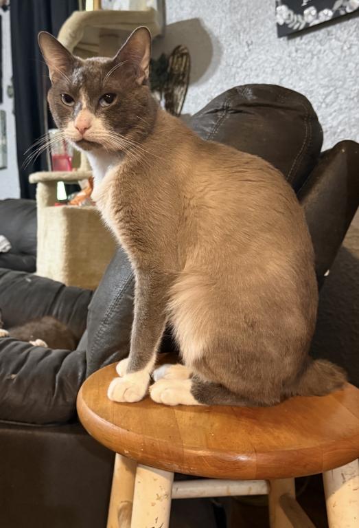 Maine Coon And Manx Cross photo 3