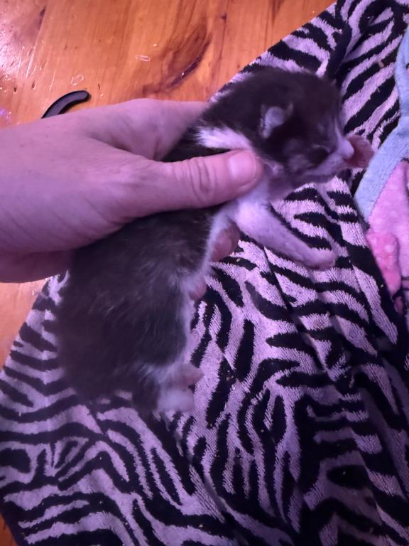 Maine Coon And Manx Cross photo 8