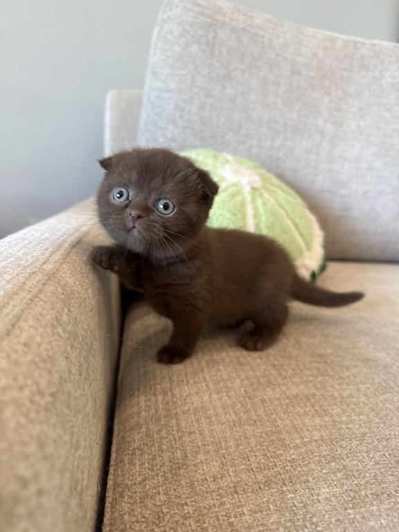 Scottish Fold Girl photo 1