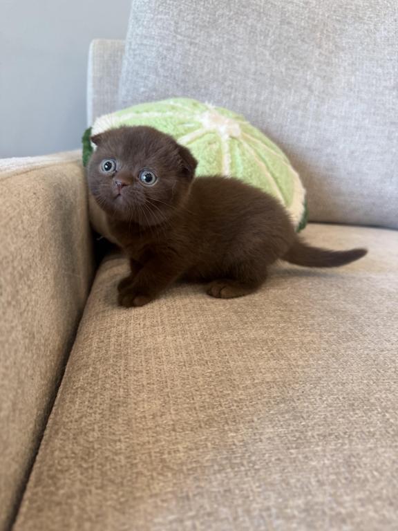 Scottish Fold Girl photo 2